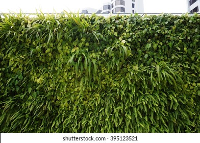 A living green planted wall (vertical garden) in front of buildings in Singapore