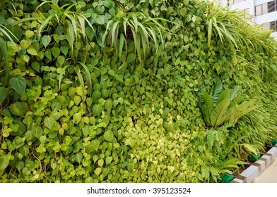 A Living Green Planted Wall (vertical Garden) In Front Of Buildings In Singapore