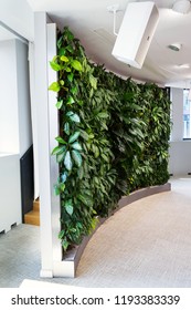 Living Green Wall, Vertical Garden Indoors With Flowers And Plants Under Artificial Lighting In Meeting Boardroom, Modern Office Building