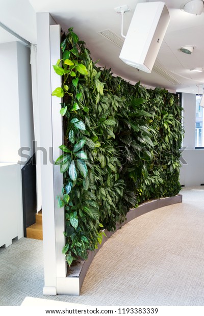 Living Green Wall Vertical Garden Indoors Stock Photo Edit Now