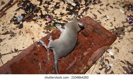 Living house mouse trapped by strong glue. Rat mouse captured onto glue trap