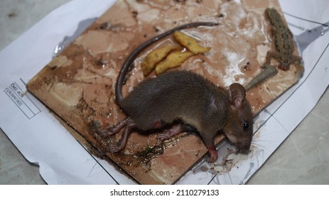 Living House Mouse Trapped By Strong Glue. Rat Mouse Captured Onto Glue Trap