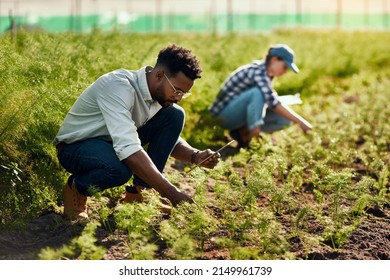 Living life the green way. Full length shot of a handsome young male farmer working on his farm with a female colleague in the background. - Powered by Shutterstock