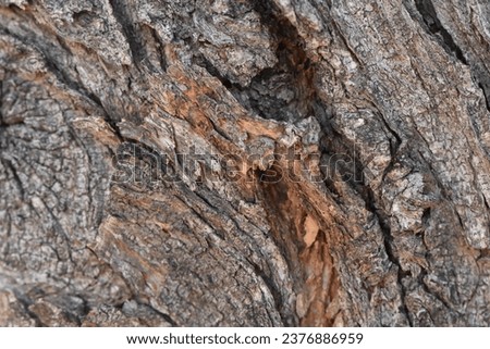 Similar – burnt tree bark after a forest fire