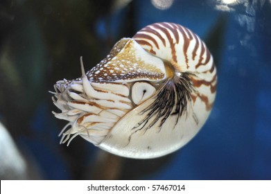 Living Nautilus Swimming