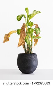 Living Room With Dying House Plant With Browning, Wilted Leafs, Dumb Cane, Dieffenbachia On A Clean White Background