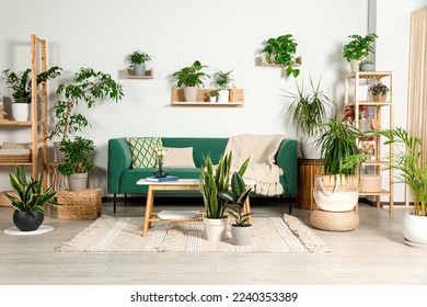 Living room interior with beautiful different potted green plants and furniture. House decor