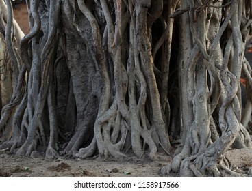 Living roots of Banyan or peeple tree