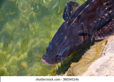 Living Russian Sturgeon In Clean Water