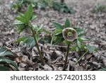 Living in a shady creek area, we found this beautiful perennial plant with light purple flowers - Hellebore Lenten Rose