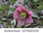 Living in a shady creek area, we found this beautiful perennial plant with light purple flowers - Hellebore Lenten Rose