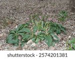 Living in a shady creek area, we found this beautiful perennial plant with light purple flowers - Hellebore Lenten Rose