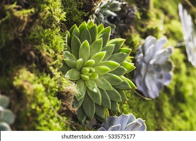 Living Wall Of Plants, Natural Green