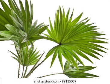 8,031 Palmetto leaf Images, Stock Photos & Vectors | Shutterstock