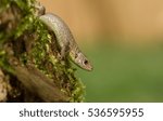 Lizard