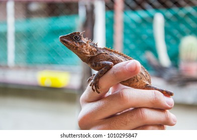 Lizard 