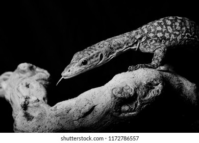 Lizard