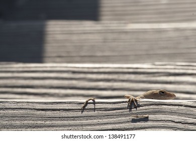 Lizard