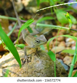 lizard