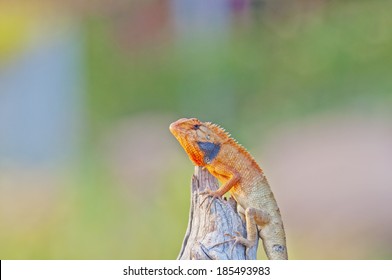 Lizard
