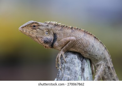 Lizard