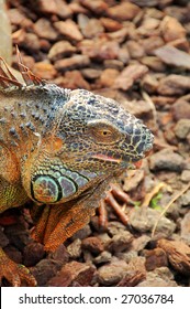 Lizard