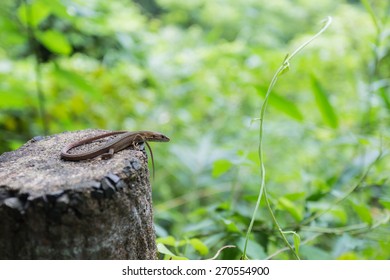 A lizard