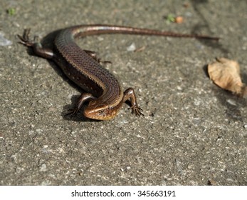 Lizard
