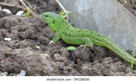 lizard