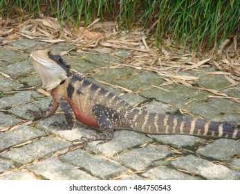 Lizard