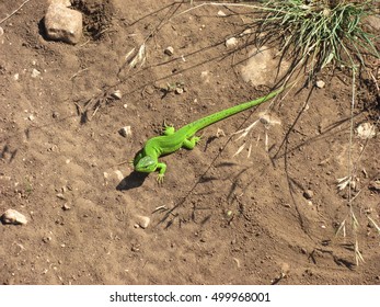 lizard 