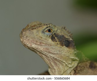 lizard