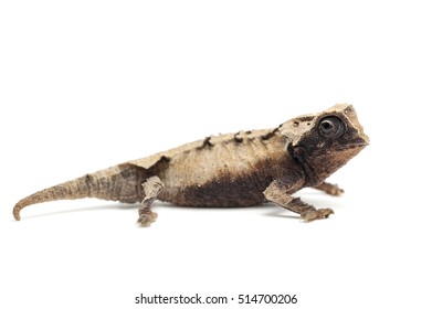 lizard