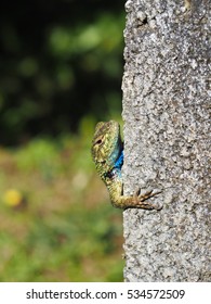 Lizard 