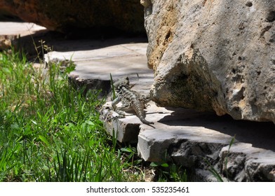 Lizard