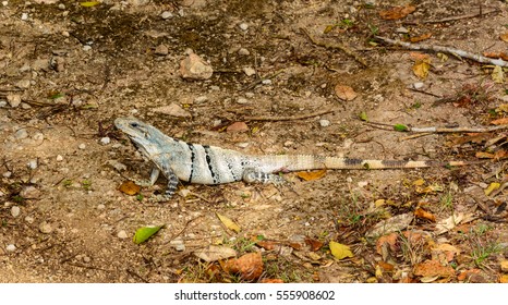 Lizard