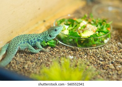 lizard