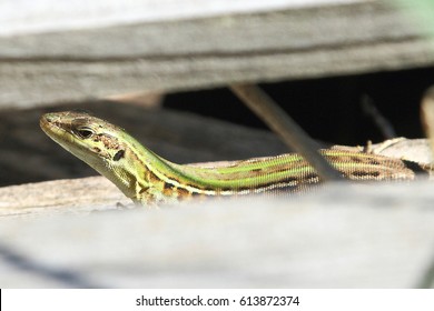 lizard