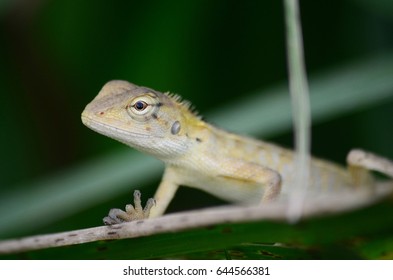 Lizard