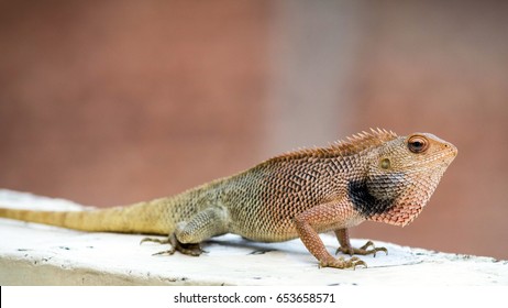 Lizard