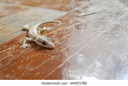 Lizard