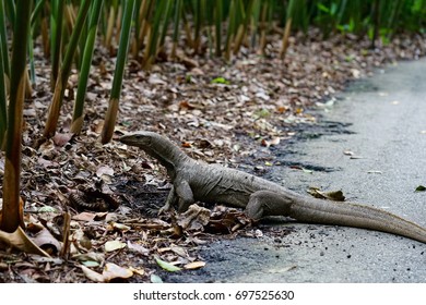 Lizard