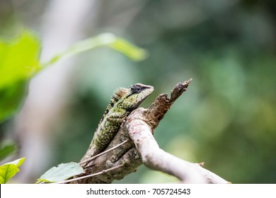 Lizard