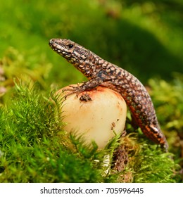 lizard  