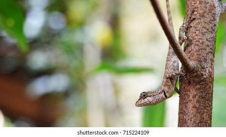 Lizard