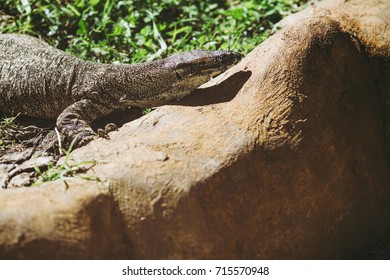lizard