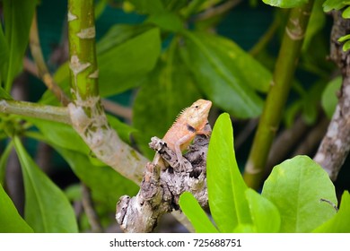 Lizard