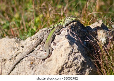 Lizard 5