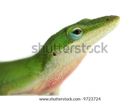 Lizard - anole lizard closeup