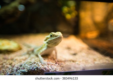 lizard in the aquarium